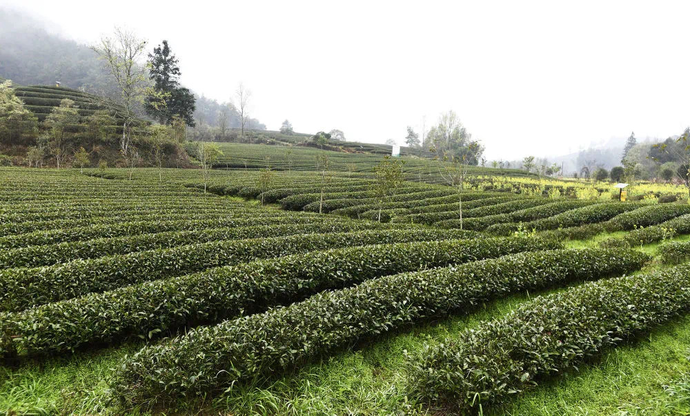 茶饮行业-好业财为中国传统饮品助力